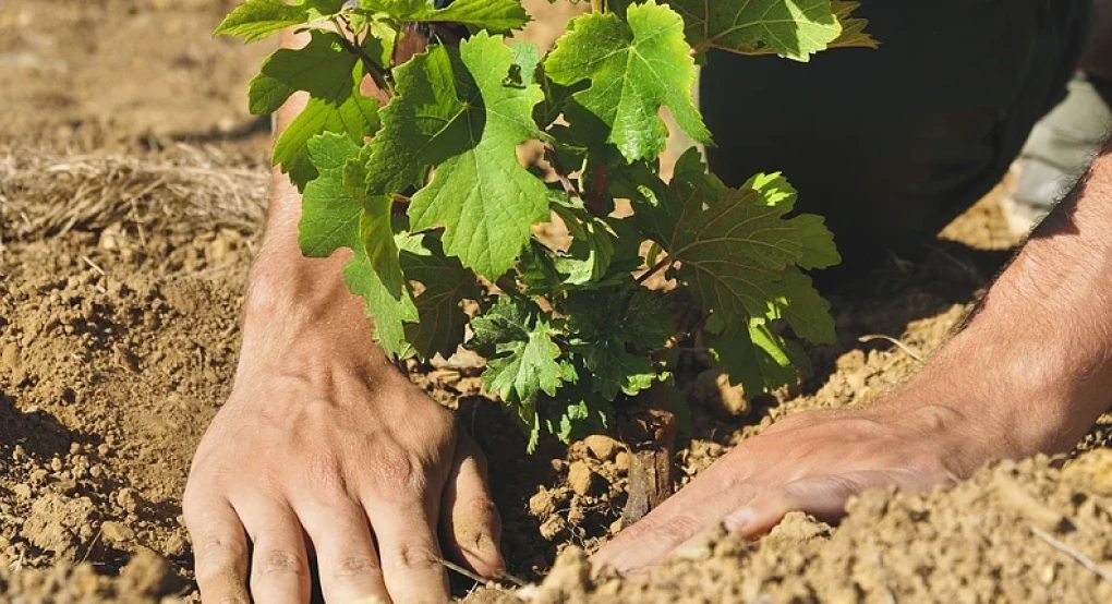 Περιφερειακή Ενότητα Πέλλας -«Υποβολή αιτήσεων για νέες αμπελοφυτεύσεις για το έτος 2026» Περιφερειακή Ενότητα Πέλλας -«Υποβολή αιτήσεων για νέες αμπελοφυτεύσεις για το έτος 2026»