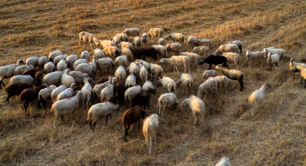 Καταστροφική για την κτηνοτροφία η μαζική θανάτωση αιγοπροβάτων Καταστροφική για την κτηνοτροφία η μαζική θανάτωση αιγοπροβάτων