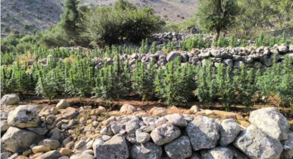 Λακωνία: Στο φως φυτεία με πάνω από 2.000 δενδρύλλια κάνναβης Λακωνία: Στο φως φυτεία με πάνω από 2.000 δενδρύλλια κάνναβης