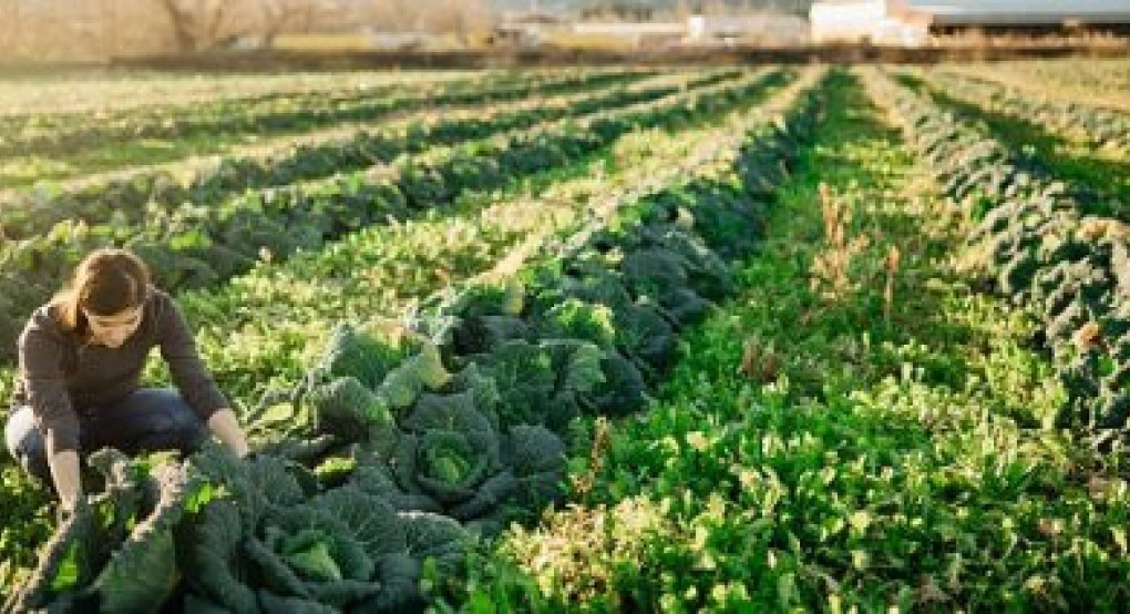 Στα 14,64 δις ευρώ για την Ελλάδα η πρόταση του προϋπολογισμού της ΚΑΠ των ετών 2028 έως 2034