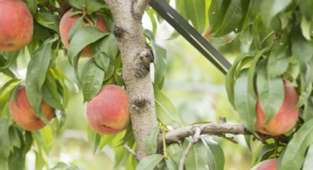 Μειώνεται η καλλιέργεια συμπύρηνου ροδάκινου στην Ελλάδα, αλλά παραμένει ισχυρός παράγων εξαγωγών Μειώνεται η καλλιέργεια συμπύρηνου ροδάκινου στην Ελλάδα, αλλά παραμένει ισχυρός παράγων εξαγωγών