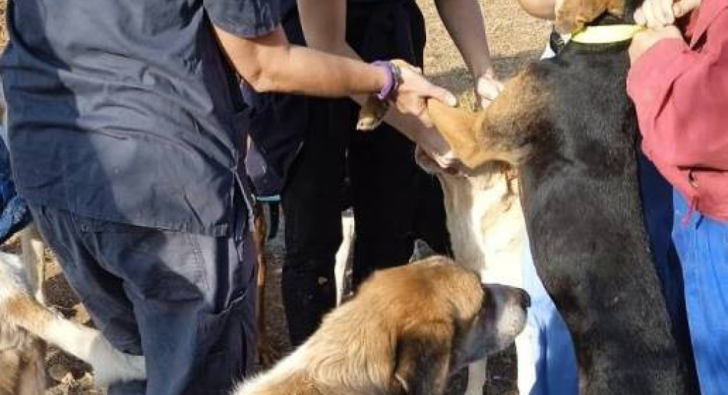 Επίσκεψη στο Καταφύγιο Αδέσποτων Ζώων Δήμου Πέλλας από την Κτηνιατρική Σχολή ΑΠΘ
