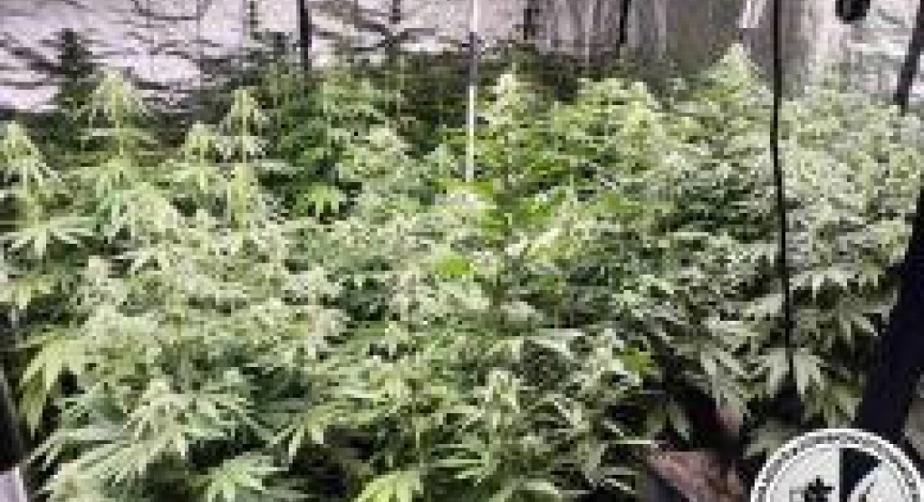Συνελήφθη ένα άτομο για καλλιέργεια δενδρυλλίων κάνναβης