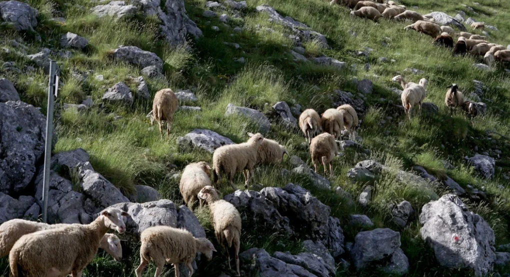Μάχη με τον χρόνο για τον δεύτερο κύκλο διάδοσης της ευλογιάς στα αιγοπρόβατα - Γιατί δεν προκρίνεται ο εμβολιασμός