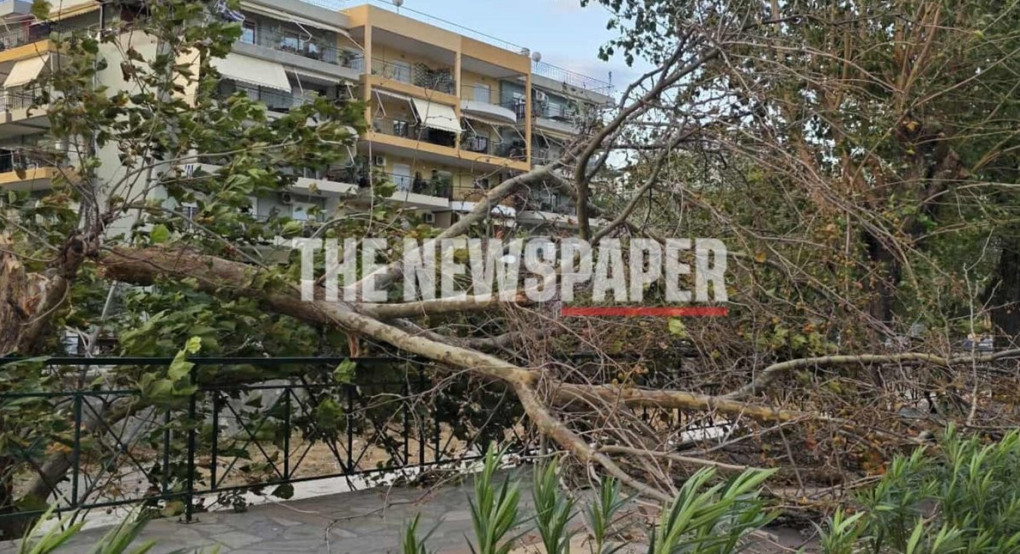 Θυελλώδεις άνεμοι σάρωσαν τον Βόλο: Πτώσεις δένδρων προκάλεσαν ζημιές σε ΙΧ -Βλάβες στην ηλεκτροδότηση