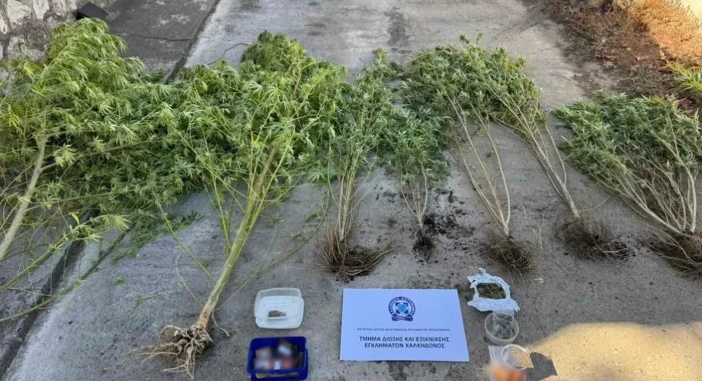 Χειροπέδες σε 47χρονο στη Θεσσαλονίκη: Τον έπιασαν όταν πήγε να ποτίσει τα χασισόδεντρα