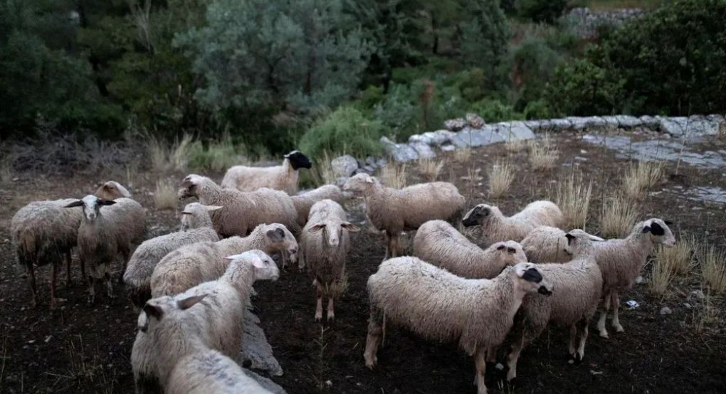 Συναγερμός για την ευλογιά – Χιλιάδες νεκρά ζώα στην Ημαθία, φόβοι και για την Πέλλα Συναγερμός για την ευλογιά – Χιλιάδες νεκρά ζώα στην Ημαθία, φόβοι και για την Πέλλα