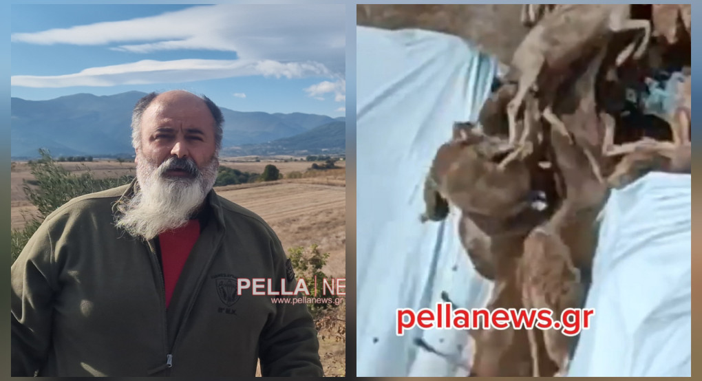 Αποκαλυπτικό βίντεο από το pellanews.gr: Ταφή προβάτων με «ευλογία» προκαλεί αγανάκτηση στο Δαμιανό Αποκαλυπτικό βίντεο από το pellanews.gr: Ταφή προβάτων με «ευλογία» προκαλεί αγανάκτηση στο Δαμιανό