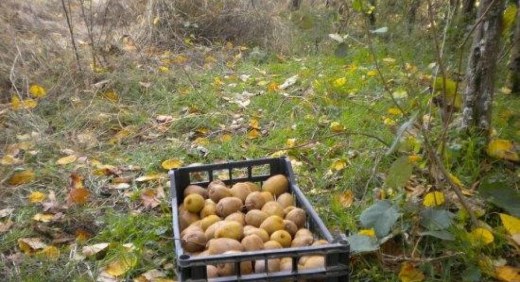 Σε έξαρση οι κλοπές ακτινιδίων στον Δ. Σκύδρας: Απεγνωσμένοι οι παραγωγοί βγαίνουν σε περιπολίες! Σε έξαρση οι κλοπές ακτινιδίων στον Δ. Σκύδρας: Απεγνωσμένοι οι παραγωγοί βγαίνουν σε περιπολίες!