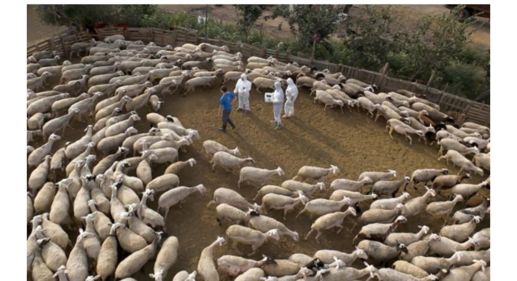 Κτηνοτροφία ώρα μηδέν: Θανατώθηκαν πάνω απο 3000 πρόβατα Κτηνοτροφία ώρα μηδέν: Θανατώθηκαν πάνω απο 3000 πρόβατα