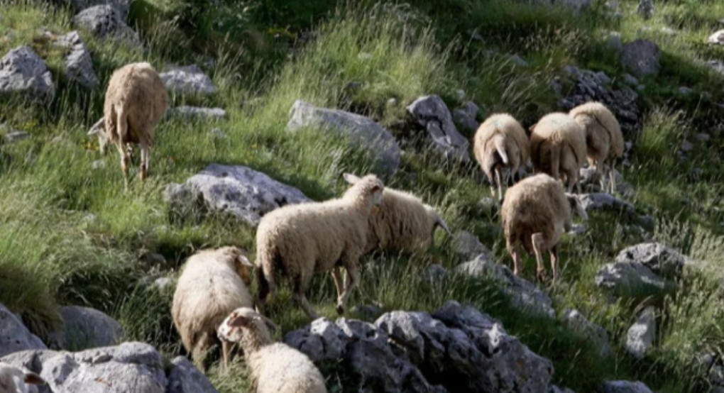 Ευλογιά προβάτων: Κρούσματα σε 250 μονάδες στην Κεντρική Μακεδονία - Θανατώθηκαν 57.000 ζώα Ευλογιά προβάτων: Κρούσματα σε 250 μονάδες στην Κεντρική Μακεδονία - Θανατώθηκαν 57.000 ζώα