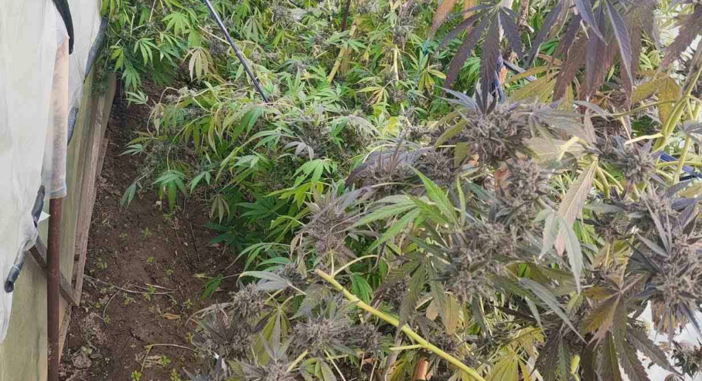 Συλλήψεις για ναρκωτικά στην Πέλλα – Κατασχέθηκαν πάνω από 1,3 κιλά κάνναβης Συλλήψεις για ναρκωτικά στην Πέλλα – Κατασχέθηκαν πάνω από 1,3 κιλά κάνναβης