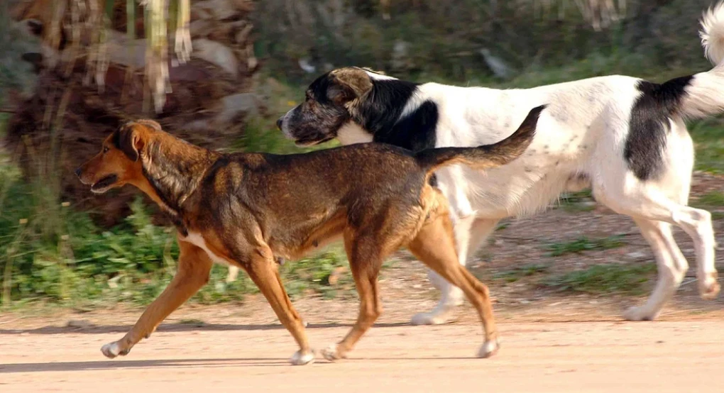 Aγέλη αδέσποτων σκυλιών επιτέθηκε σε 14χρονη στη Θεσσαλονίκη