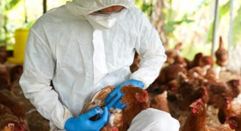 ΠΕ Πέλλας - Ενημέρωση για την γρίπη την πτηνών ΠΕ Πέλλας - Ενημέρωση για την γρίπη την πτηνών