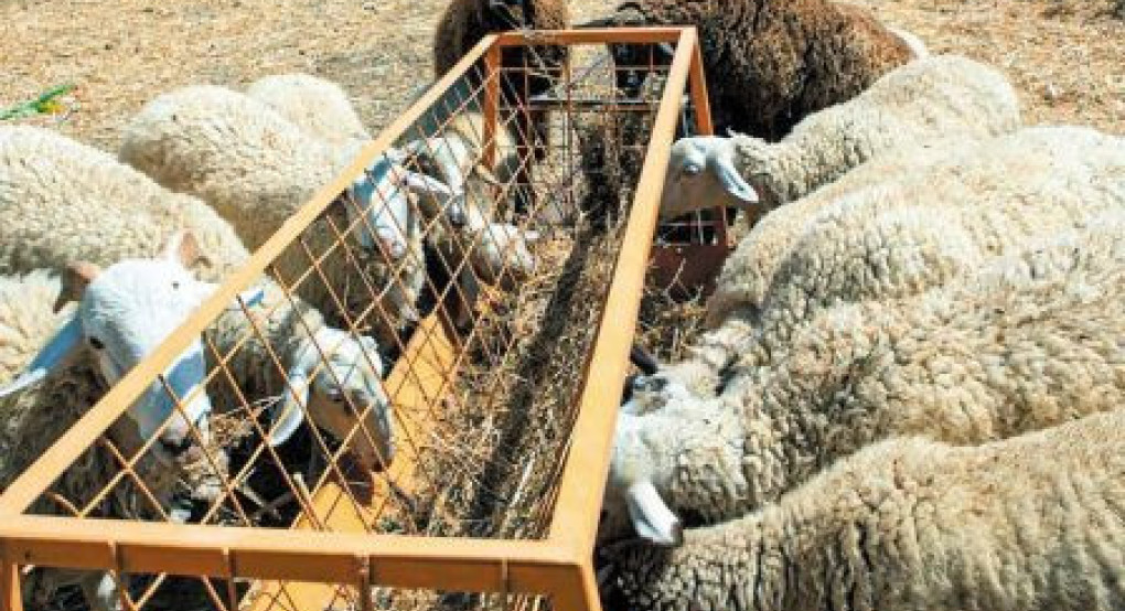 Π.Ε Πέλλας- Έλεγχος τήρησης των μέτρων βιοασφάλειας στη διακίνηση των ζωοτροφών για τον περιορισμό της εξάπλωσης του ιού της ευλογιάς των προβάτων Π.Ε Πέλλας- Έλεγχος τήρησης των μέτρων βιοασφάλειας στη διακίνηση των ζωοτροφών για τον περιορισμό της εξάπλωσης του ιού της ευλογιάς των προβάτων