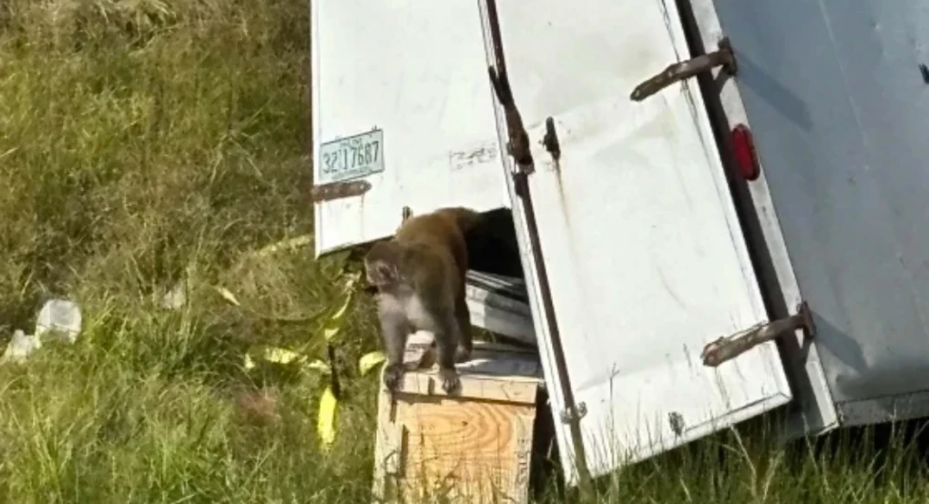 Μαϊμούδες δραπέτευσαν από φορτηγό στο Μισισίπι - Πανικός μετά από λανθασμένη πληροφορία ότι έφεραν μολυσματικές ασθένειες Μαϊμούδες δραπέτευσαν από φορτηγό στο Μισισίπι - Πανικός μετά από λανθασμένη πληροφορία ότι έφεραν μολυσματικές ασθένειες