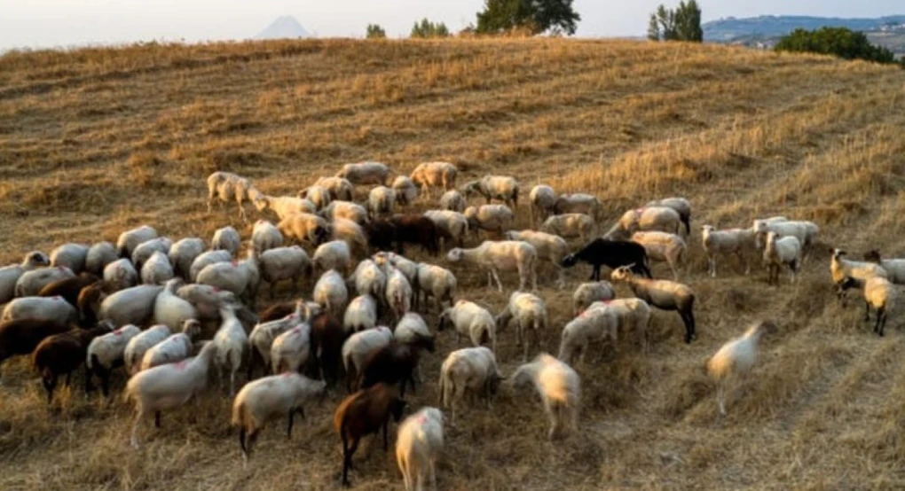 Συναγερμός στη Δράμα για το πρώτο κρούσμα ευλογιάς των προβάτων - Θανατώνονται 300 ζώα Συναγερμός στη Δράμα για το πρώτο κρούσμα ευλογιάς των προβάτων - Θανατώνονται 300 ζώα