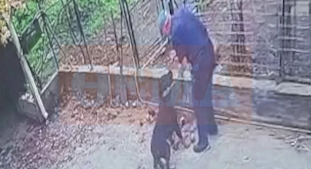 Πώς έγινε η άγρια επίθεση του ροτβάιλερ στον 76χρονο στην Καλαμάτα Πώς έγινε η άγρια επίθεση του ροτβάιλερ στον 76χρονο στην Καλαμάτα