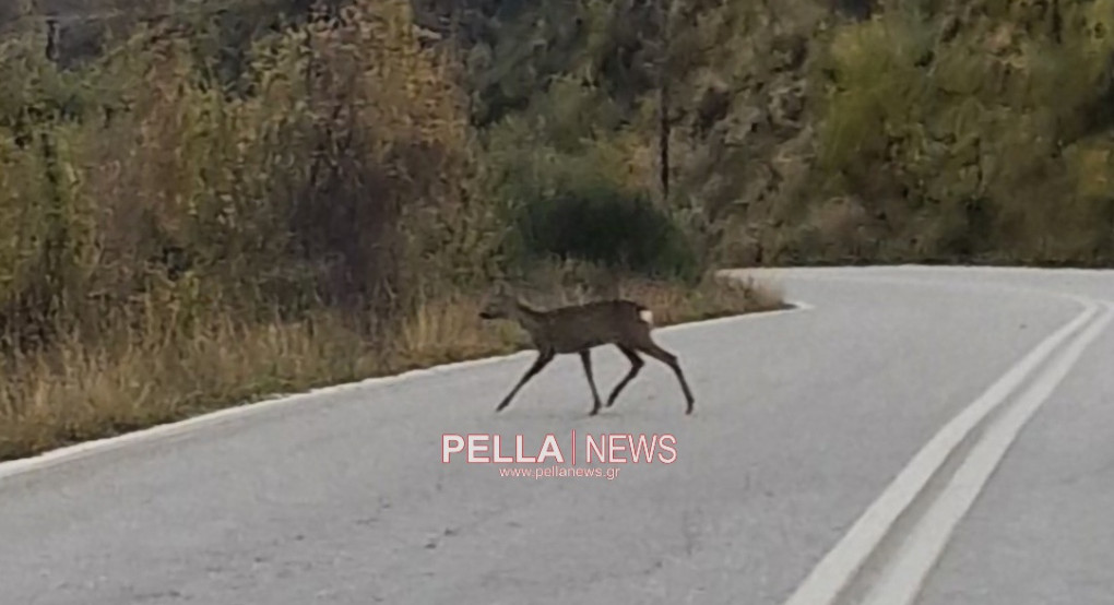 Ζαρκάδια στην Ανατολική Αλμωπία: Το ντροπαλό στολίδι των βουνών