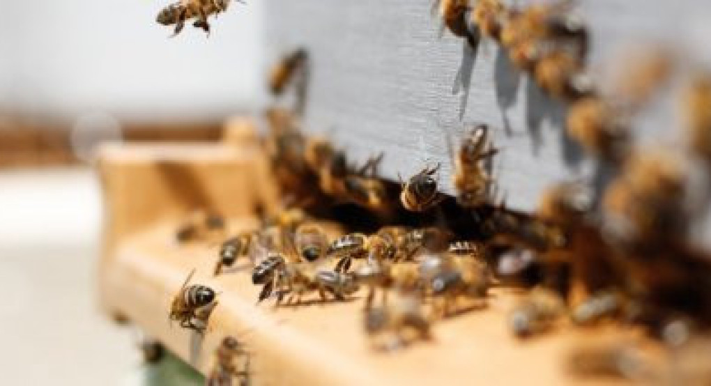 Ενισχύονται με 1,2 εκατ. ευρώ τα Κέντρα Μελισσοκομίας για την νέα μελισσοκομική περίοδο έως 31/8/2026
