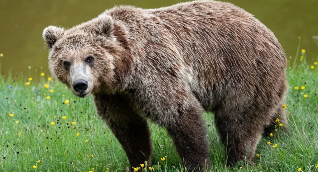 Αρκτούρος: Η άναρχη χωροθέτηση Ανανεώσιμων Πηγών Ενέργειας απειλεί την αρκούδα και τη βιοποικιλότητα στην Ελλάδα