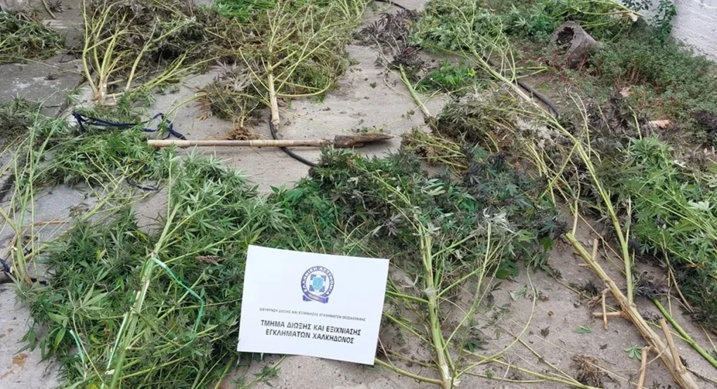 Πέλλα: 51χρονος καλλιεργούσε κάνναβη κοντά σε κοίτη ποταμού – Βρέθηκαν 20 δενδρύλλια