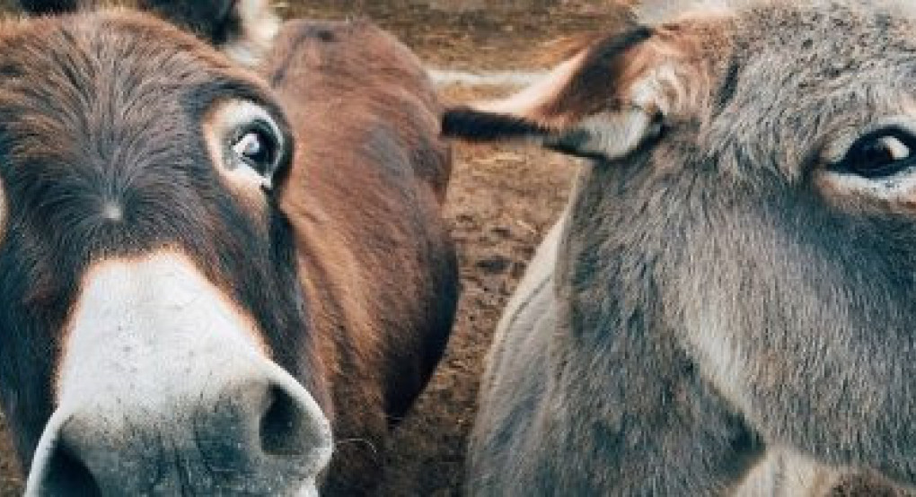 Έως τις 24 Νοεμβρίου η καταχώριση σήμανσης ιπποειδών για την διατήρηση αυτόχθονων φυλών αγροτικών ζώων