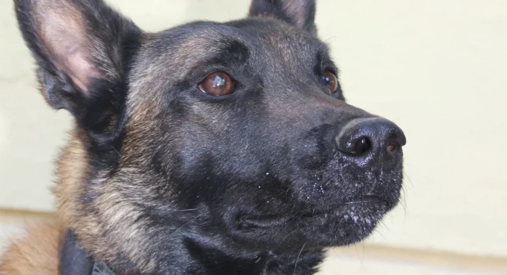Δηλητηρίασαν τον Echo, τον πιο γνωστό τον σκύλο ανίχνευσης -Η ιατροδικαστική έκθεση κάνει λόγο για τοξικότητα
