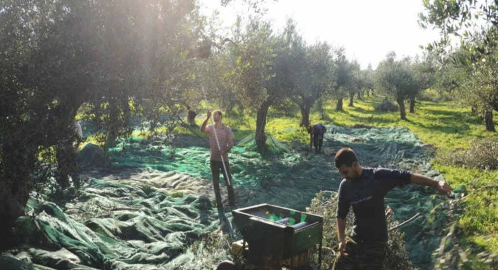 Κλιματική κρίση: SOS για κρασί, λάδι και πατάτες - Στροφή σε όσπρια, βρώμη, χουρμάδες