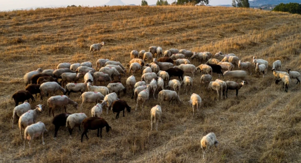 Περισσότερα από 20.000 ζώα θανατώθηκαν λόγω της ευλογιάς στις Σέρρες