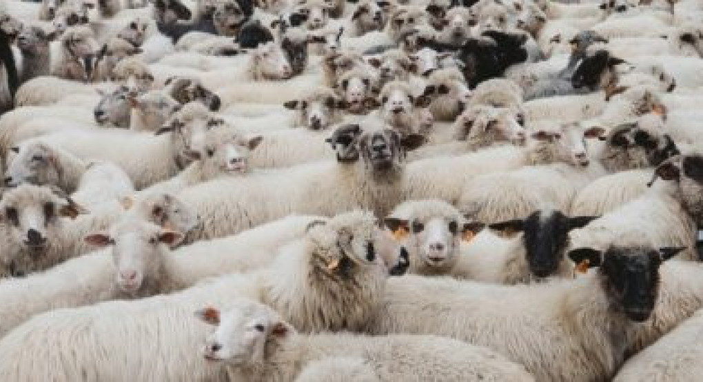 Εκτεταμένη καταστρατήγηση μέτρων προστασίας για την ευλογιά διαπιστώνει η Εθνική Επιτροπή