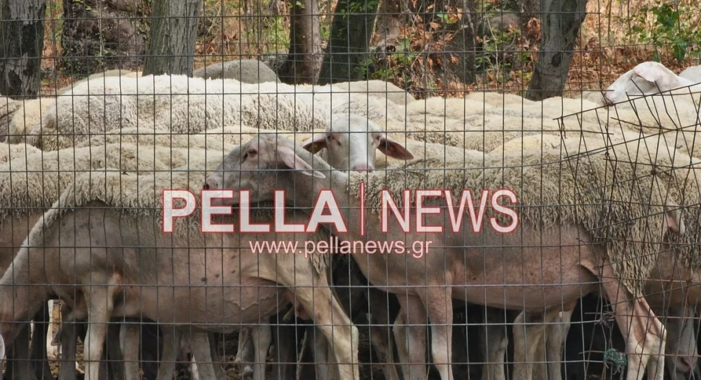 Eκτακτη ενίσχυση σε κτηνοτρόφους για την ευλογιά