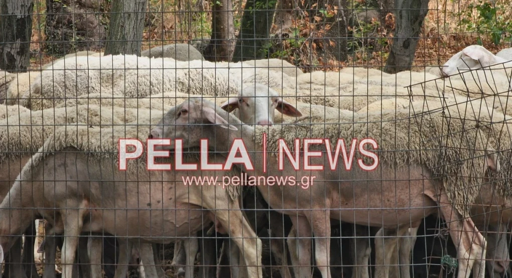 Νέες πληρωμές 12,2 εκατ. ευρώ σε Περιφέρειες και κτηνοτρόφους για τα θανατωθέντα ζώα – Συνολικά έχουν διατεθεί 48 εκατ. ευρώ