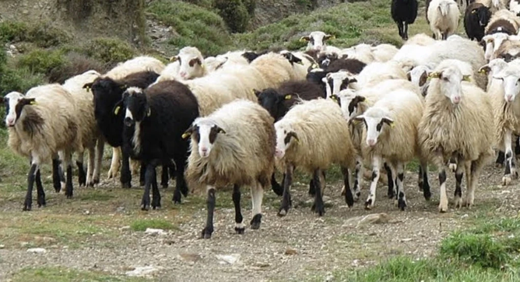 Στη φυλακή πατέρας και γιοι που έκλεψαν τουλάχιστον 850 πρόβατα στο Λασίθι