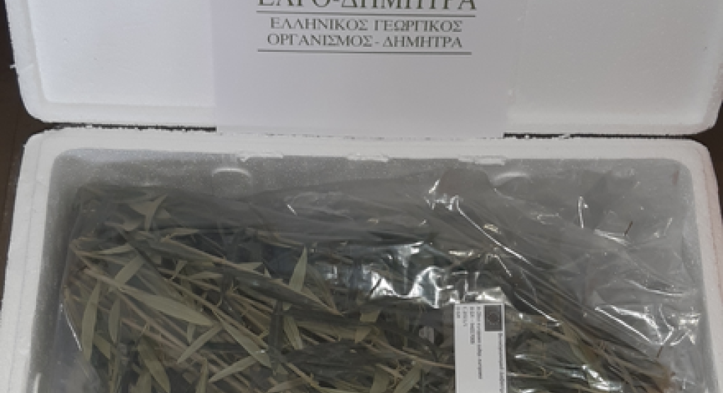 ΕΛΓΟ ΔΗΜΗΤΡΑ: Νέο κεφάλαιο στην παραγωγή πολλαπλασιαστικού υλικού οπωροφόρων δένδρων στην Ελλάδα