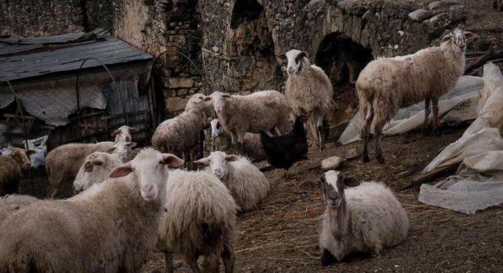 Τέλος στις κομπίνες των επιδοτήσεων με τσιπάκια στα αιγοπρόβατα - Το σχέδιο που κατέθεσε η κυβέρνηση στην ΕΕ