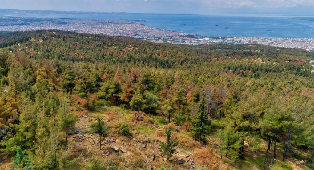 Θεσσαλονίκη: Πολίτης εντόπισε βλήμα σε δασική περιοχή στο Σέιχ Σου