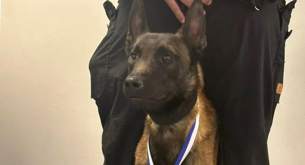 Νεκρός ο Echo, ο σκύλος ντετέκτιβ της Anubis: Από τον εντοπισμό του Μπάμπη στο Μεσολόγγι, στην έρευνα για τον Βασίλη Καλογήρου