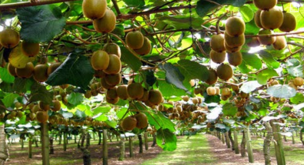 "Και οι αγρότες στην Καλή Πέλλας, αφού ήδη τους έκλεψαν 30 τόνους ακτινιδίων, κάνουν περιπολίες"