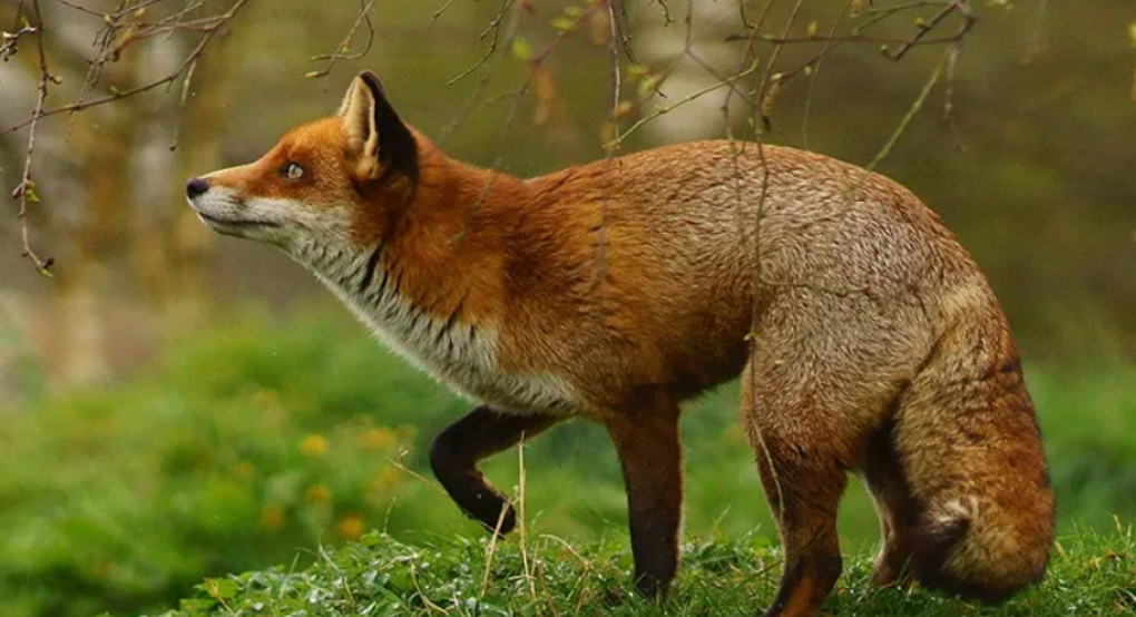 Ανακοίνωση Διεύθυνσης Κτηνιατρικής ΠΚΜ για την έναρξη του προγράμματος ενεργητικής επιτήρησης της λύσσας