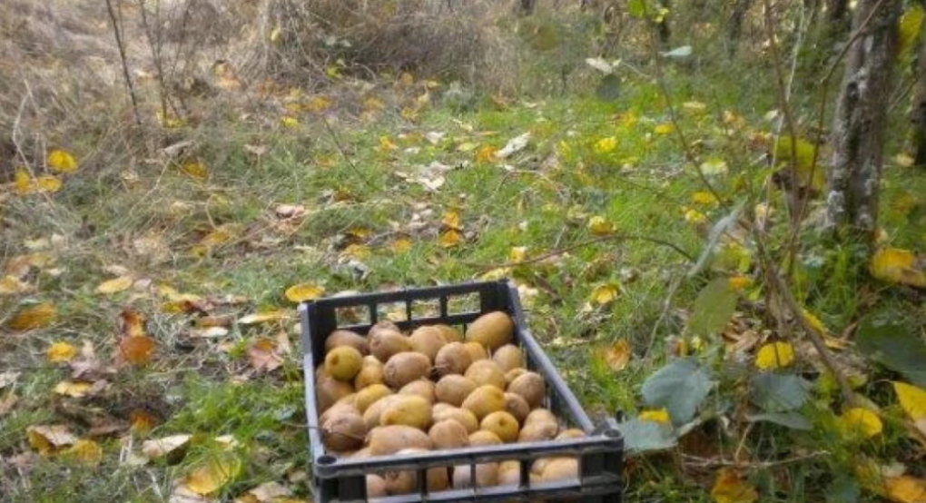 Καλή Πέλλας: Τι ρώτησε ο Βελόπουλος και τι απάντησε το Υπουργείο για τις κλοπές ακτινιδίων