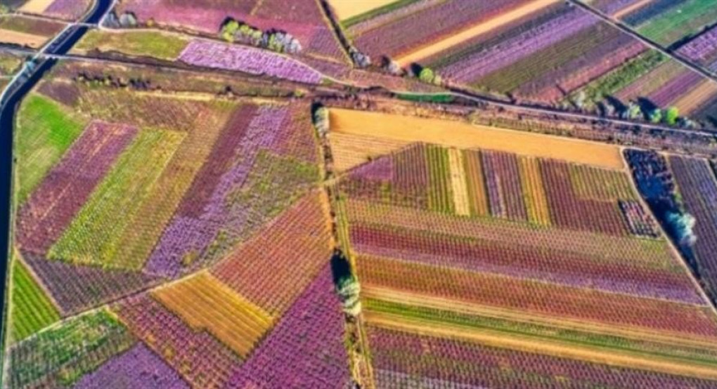 Οι ανθισμένες ροδακινιές της Βέροιας φέρνουν τουρίστες στη χώρα μας