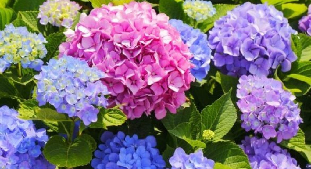 Πείτε τους χρόνια πολλά...