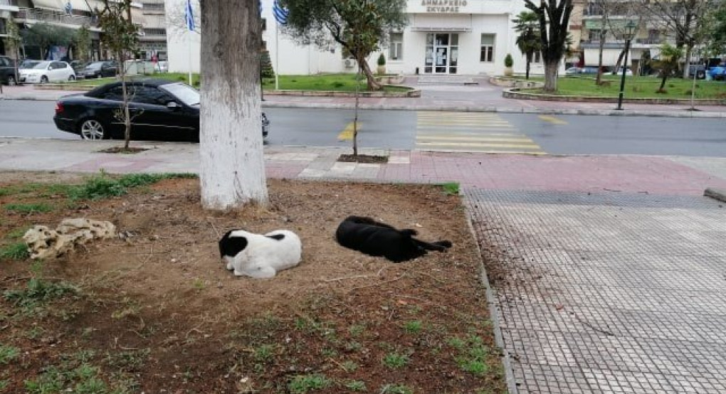 Ταΐστρες για τη σίτιση των αδέσποτων ζώων τοποθετεί η δημοτική Αρχή Αλεξανδρούπολης