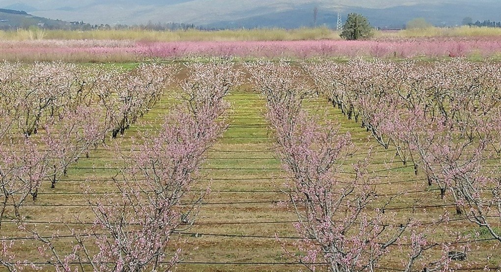 «Αφού έχει πλεόνασμα ο ΕΛΓΑ αποζημιώστε μας άμεσα» λένε οι αγρότες!