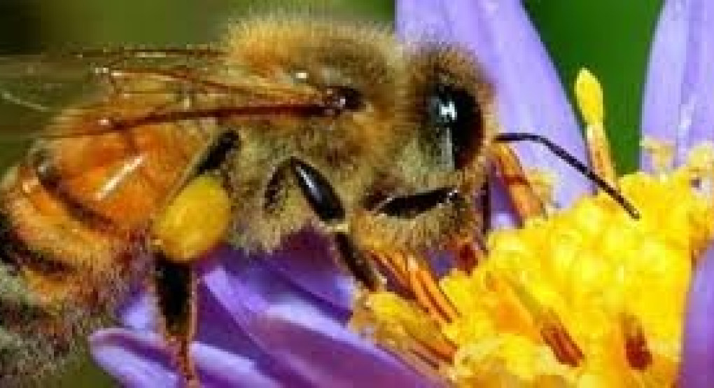 Έκκληση του Αντιπεριφερειάρχη Πέλλας κ. Δάνη Τζαμτζή για την προστασία των μελισσών και επικονιαστών στην ΠΕ Πέλλας 