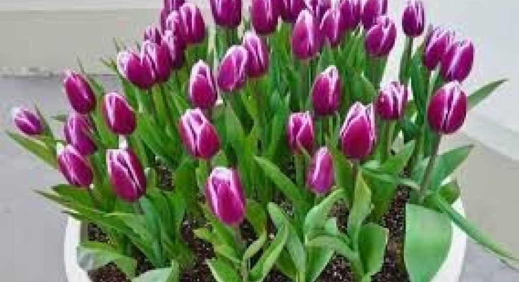 Πείτε τους χρόνια πολλά...