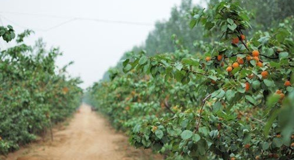 Σε λίγες μέρες η Διεπαγγελματική Πυρηνόκαρπων θα είναι γεγονός! 
