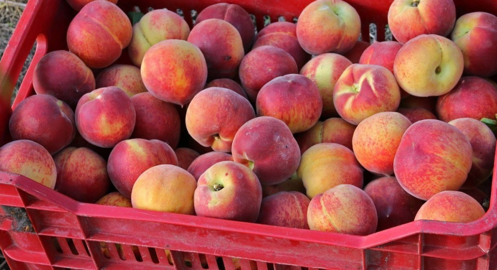 Ανησυχία για την τύχη των νωπών φρούτων από την Ομοσπονδία Δενδροκαλλιεργητών Κεντροδυτικής Μακεδονίας