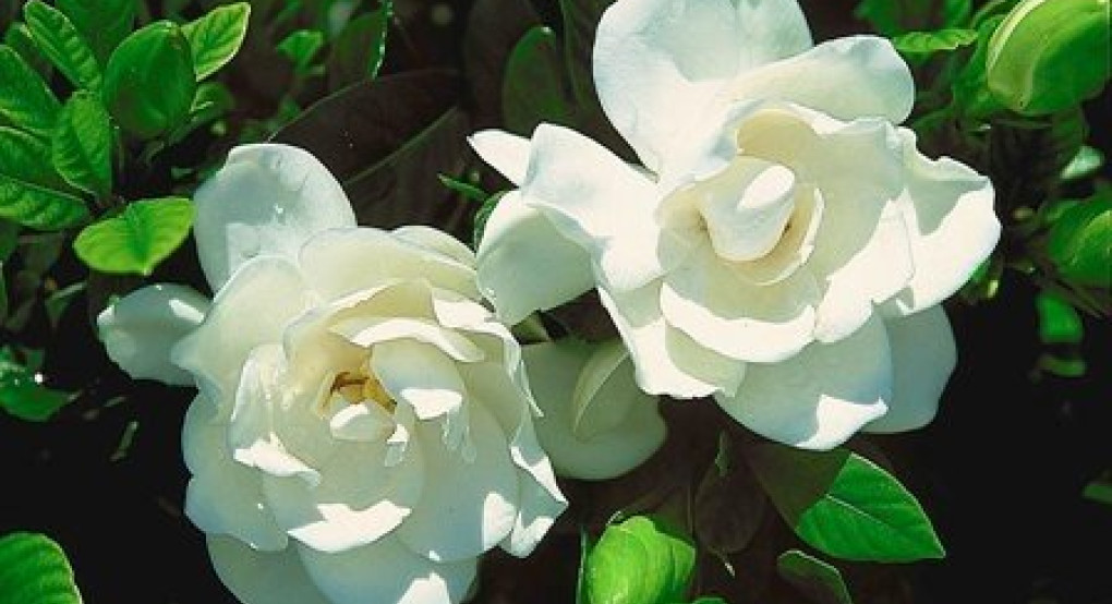 Πείτε τους χρόνια πολλά...(από το τηλέφωνο-Μένουμε σπίτι)